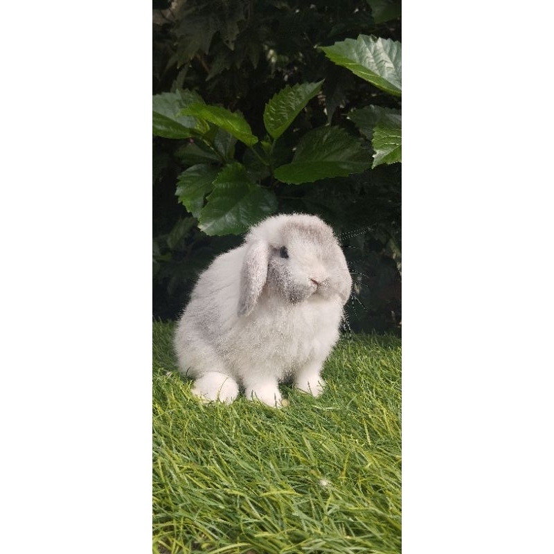 Kelinci holland lop Magpie jantan