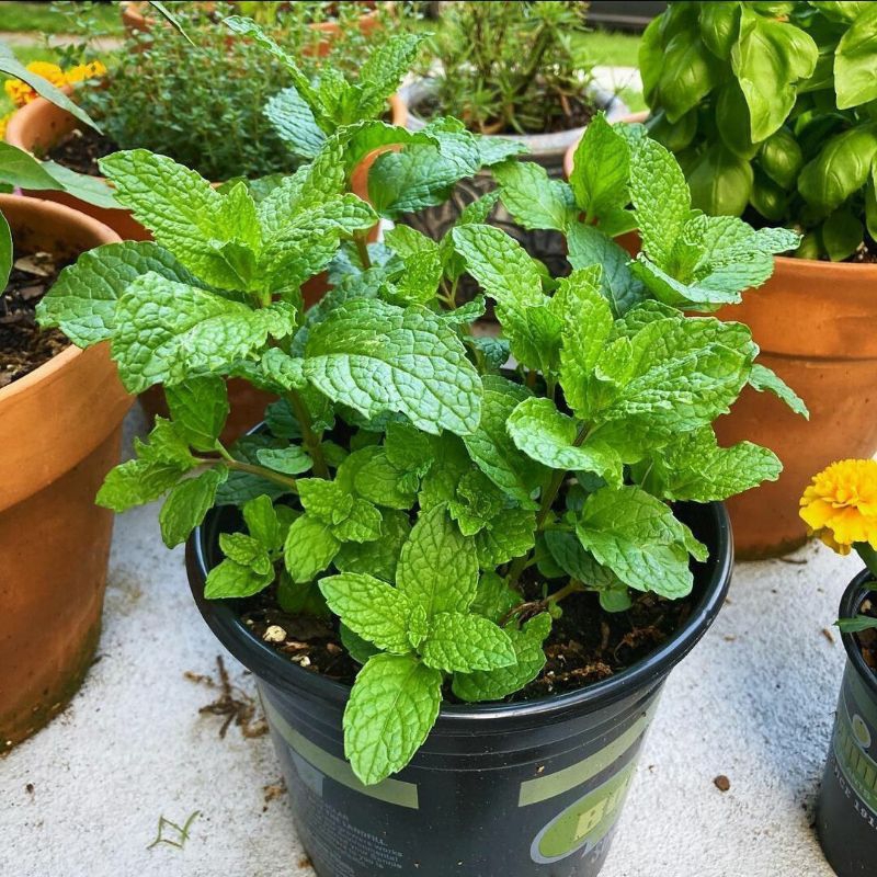 Tanaman Daun Mint / Mentha Jenis Paling Sering Digunakan Untuk Minuman