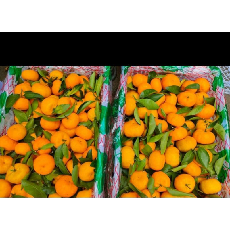 

jeruk Santang daun