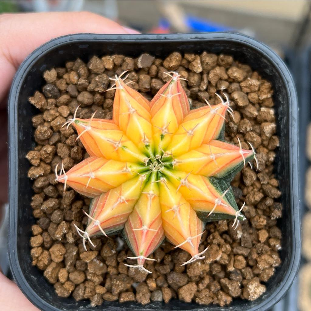 Kaktus Gymnocalycium LB Hybrid Varigata Seedling #9