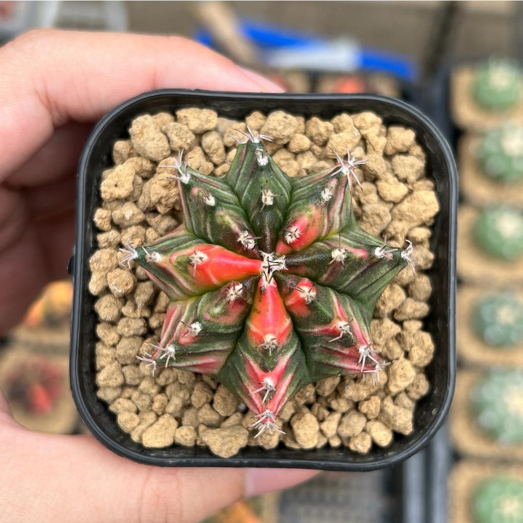 Kaktus Gymnocalycium LB Hybrid Varigata Seedling #10