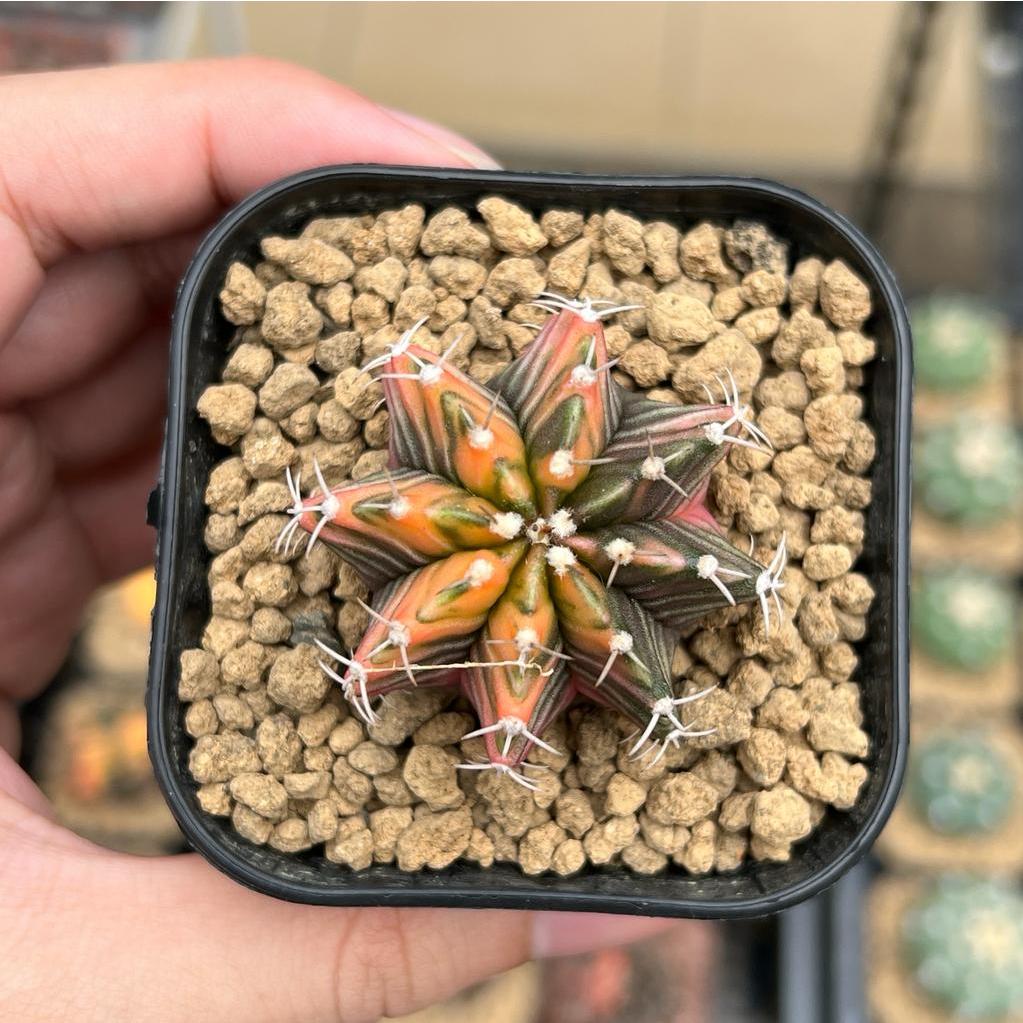 Kaktus Gymnocalycium LB Hybrid Varigata Seedling #12