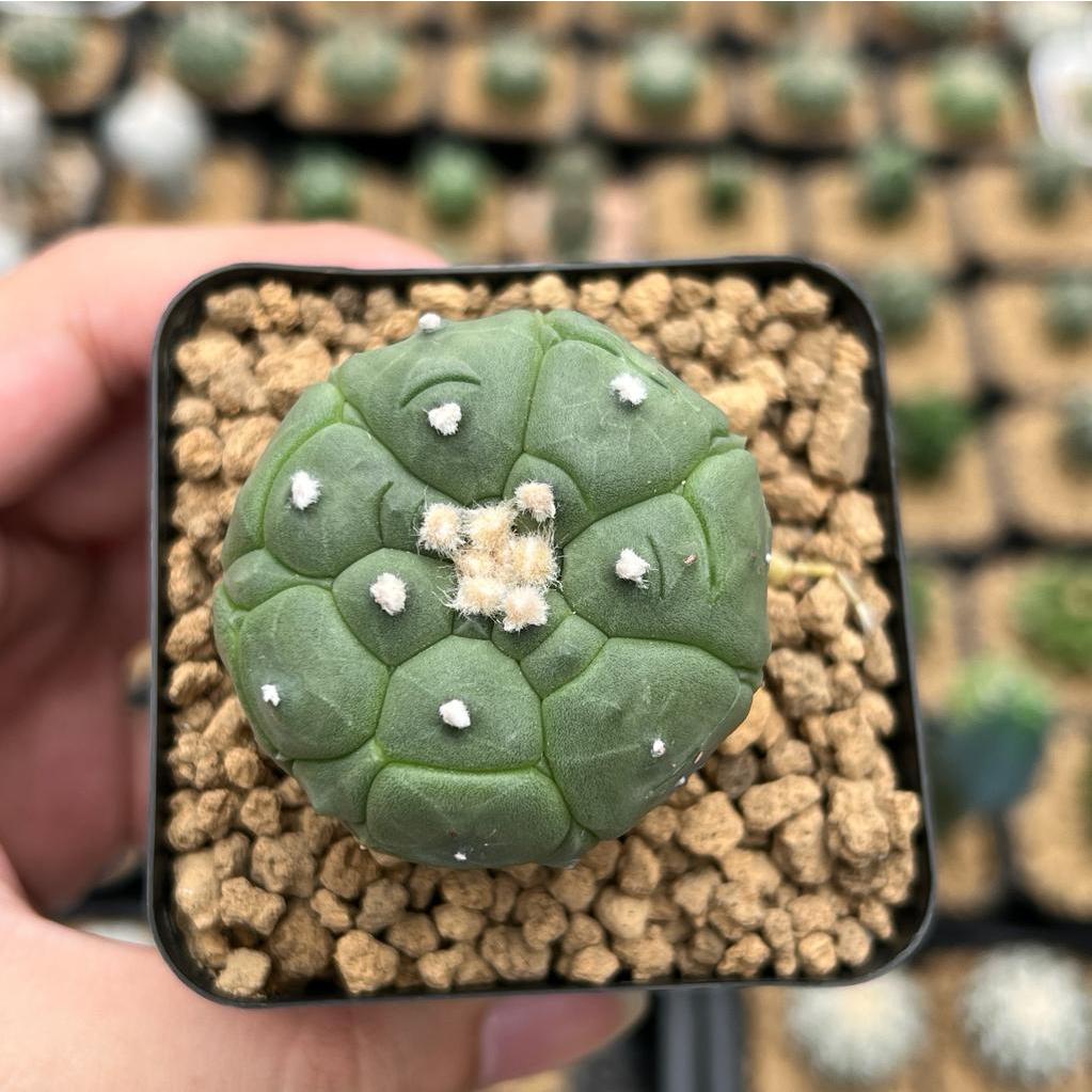 Kaktus Astrophytum Kikko Turtle | Astro Kikko #11