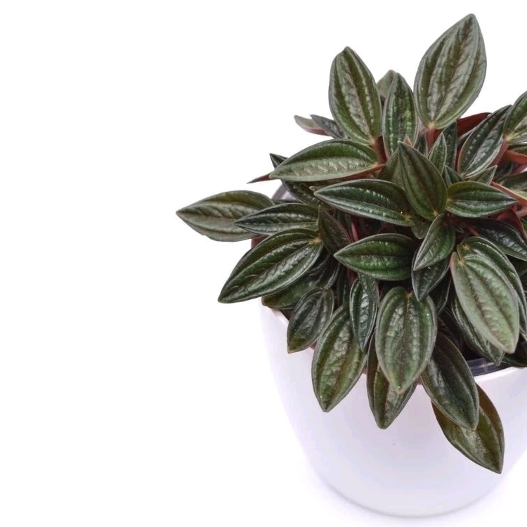 Peperomia Rosso