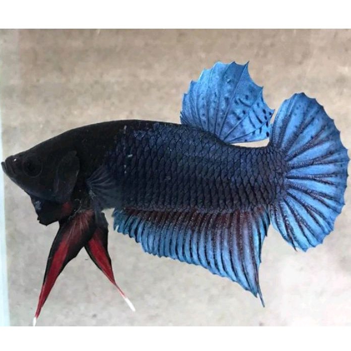 Anakan Ikan Cupang Aduan Bahan Import Ipoh Malaysia