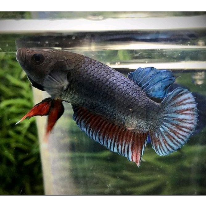 Anakan Ikan Cupang Aduan Bahan Import Singapure