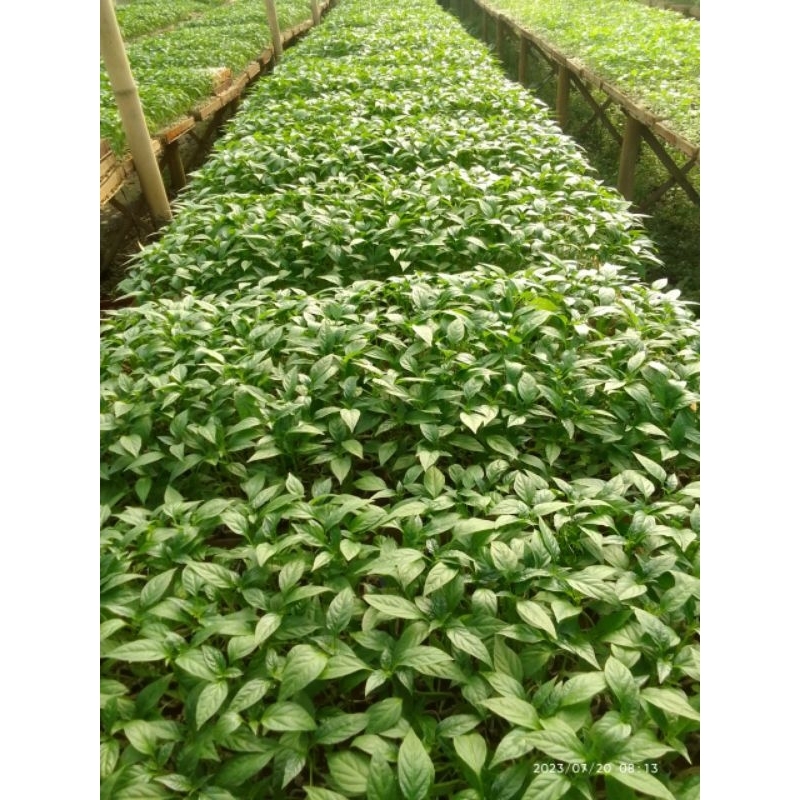 Bibit Cabe Rawit Unggul SIAP TANAM,Cabe Setan,ORI 212.
