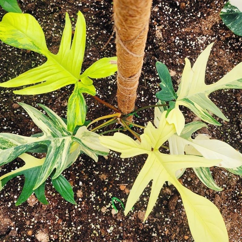 promo. tanaman aroid varigata