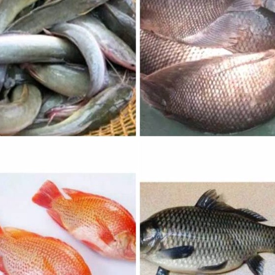 

TIPE TT525 Ikan Patin / Nila Merah / Mas / Lele / Mujaer / Bawal / Gurame