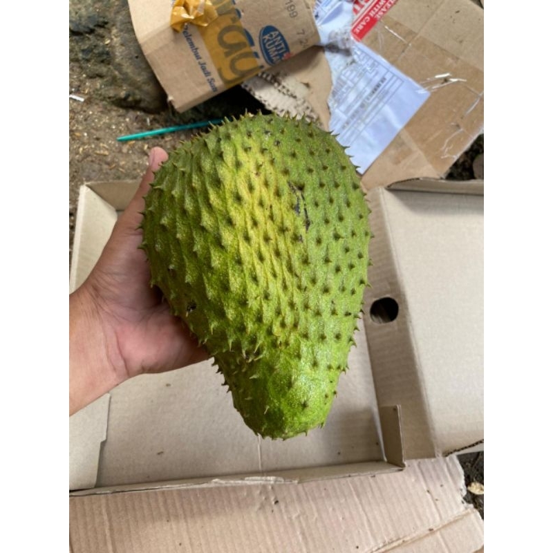

Promo buah sirsak fres langsung petik dari pohon nya Rp 15000