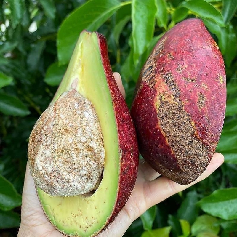 

alpukat redd vietnam