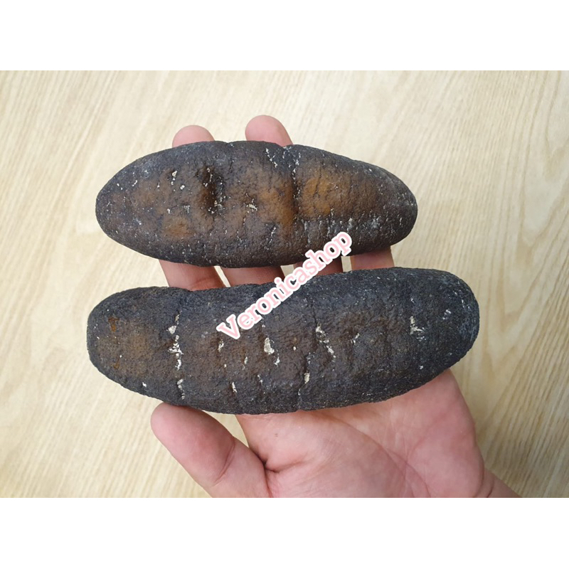 HAISOM GOSOK SULAWESI 250 GRAM BESAR SUPER KERING BERKUALITAS TEBAL DAN KENYAL COCOK RESTORAN MAUPUN