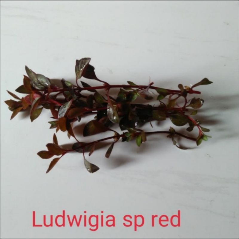 ludwigia sp red