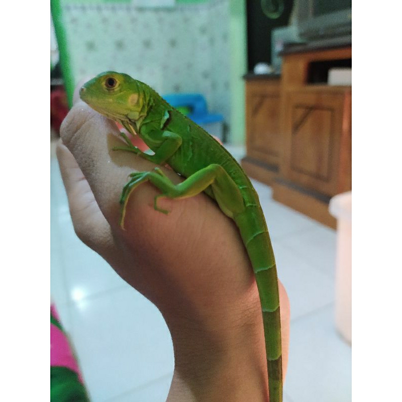 Green Iguana baby