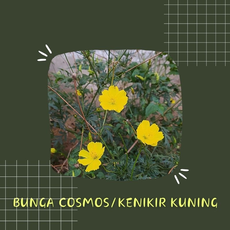 Benih Bunga Kenikir/Cosmos Kuning