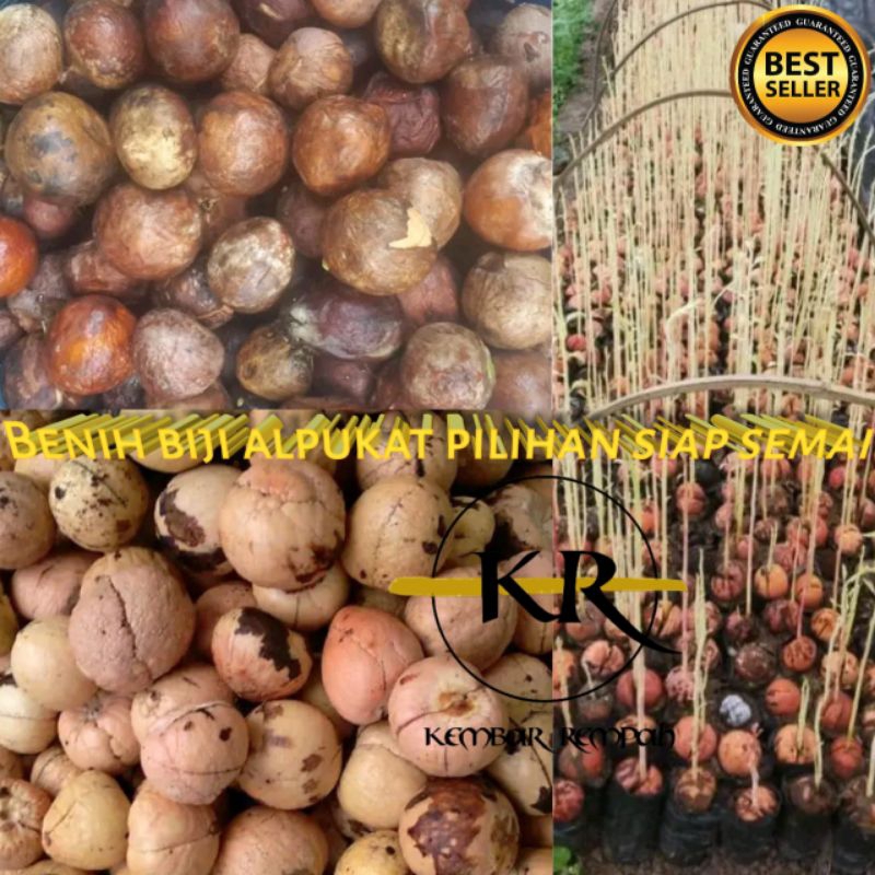 BIJI ALPUKAT PILIHAN SIAP SEMAI