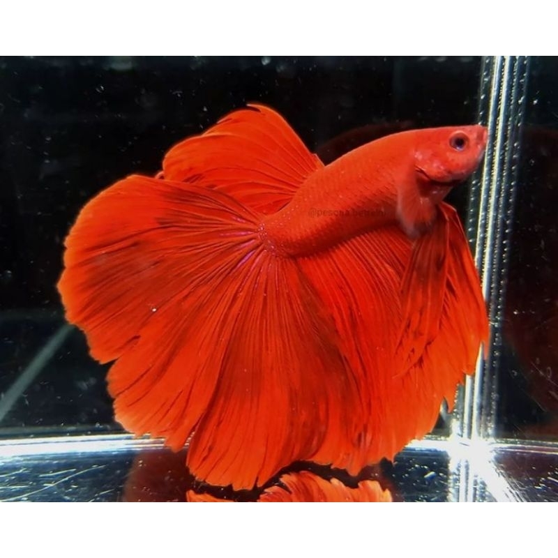 cupang halfmoon super red size jumbo