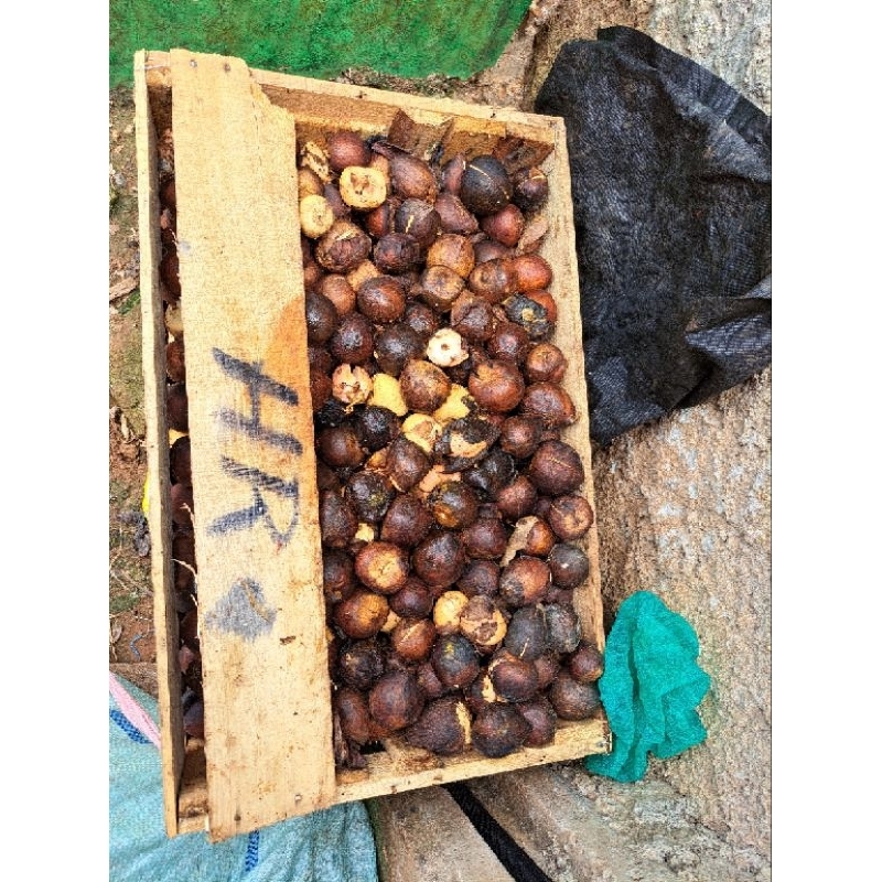 

Biji Alpuket ( Murah Meriah ) 1 Kg