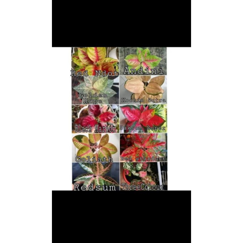 big sale paketan promo 10 aglonema bibit siap tumbuh