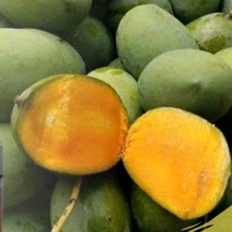 

Paling Popular➼ MANGGA KWENI GRADE A ( PILIHAN SPESIAL ) 9ahos