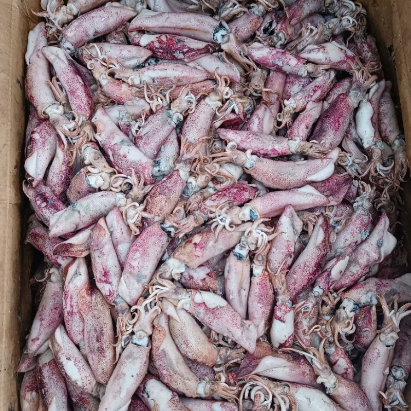 

Cumi Besar / Sotong Besar / Cumi Sotong