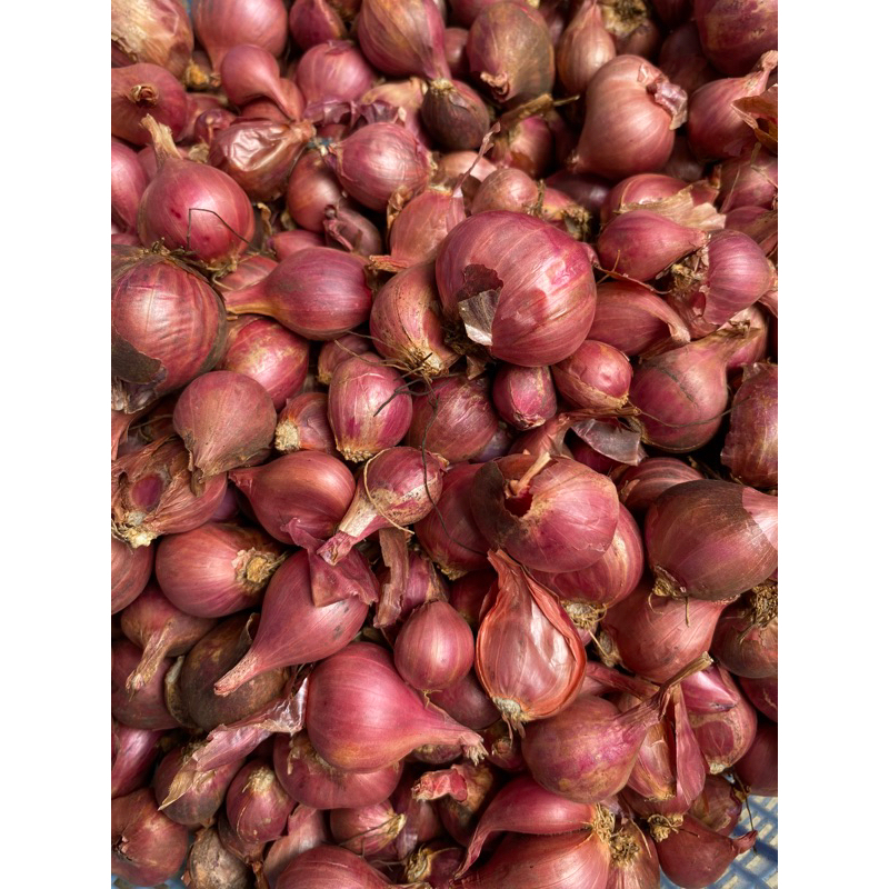 BIBIT BAWANG MERAH VARIETAS BATU PROBOLINGGO SIAP TANAM