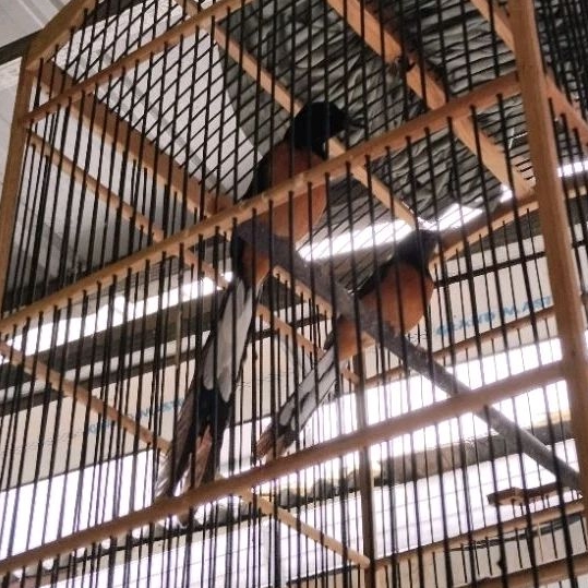 MURAI MEDAN SEPASANG INDUKAN JAMINAN PRODUKSI EKOR 20CM X 14CM