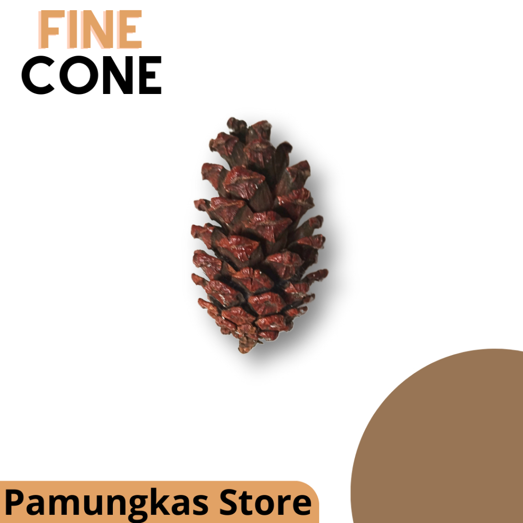 Bunga Biji Pinus Kering Besar - Fine Cone - Kembang Pinus