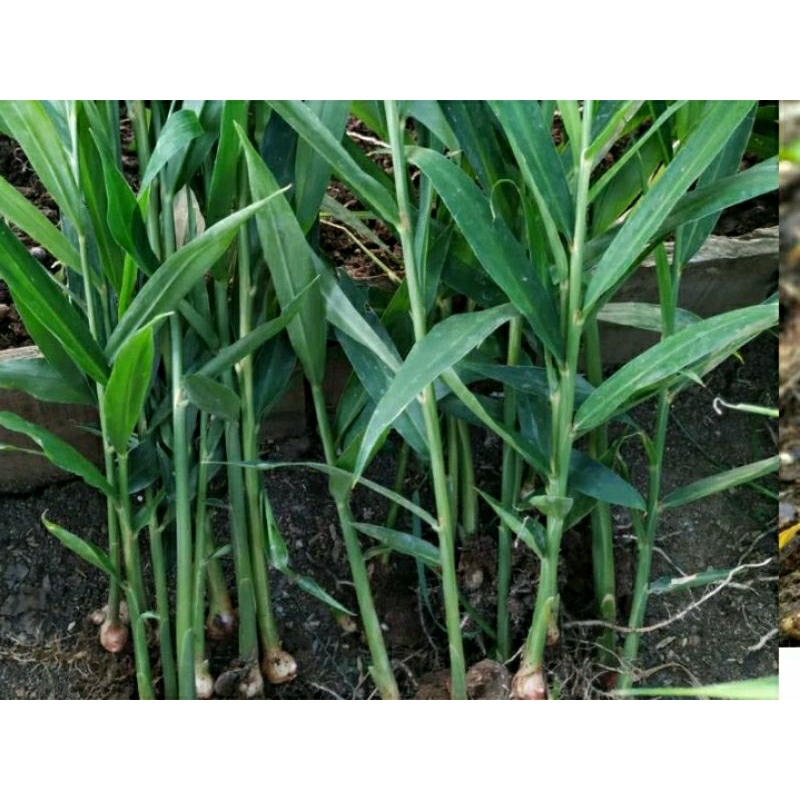 bibit jahe merah unggul