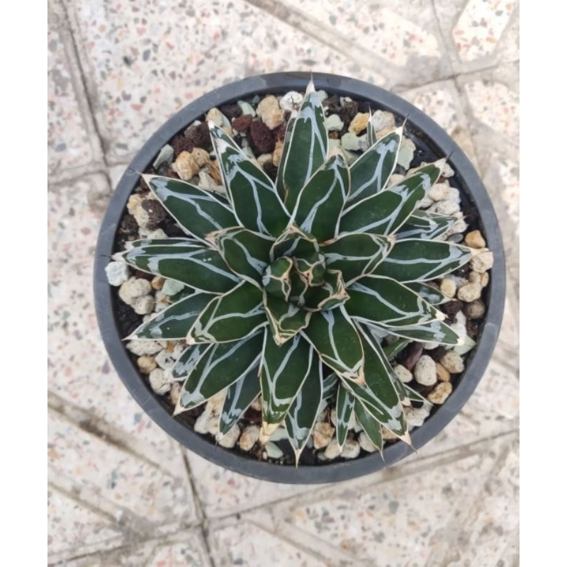 agave victoria reginae