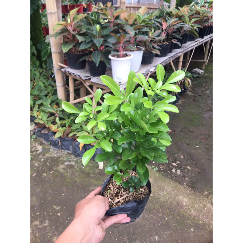 bubit tanaman pacar cina/culan