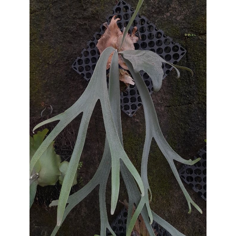 platycerium wilinckii blue