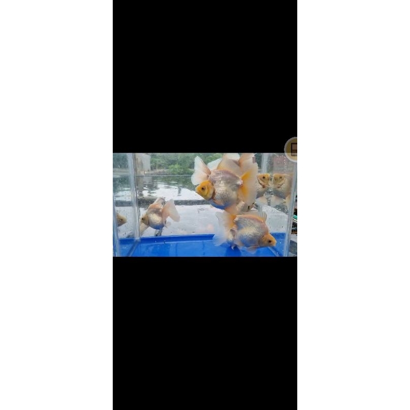 Koki Ryukin Snow White