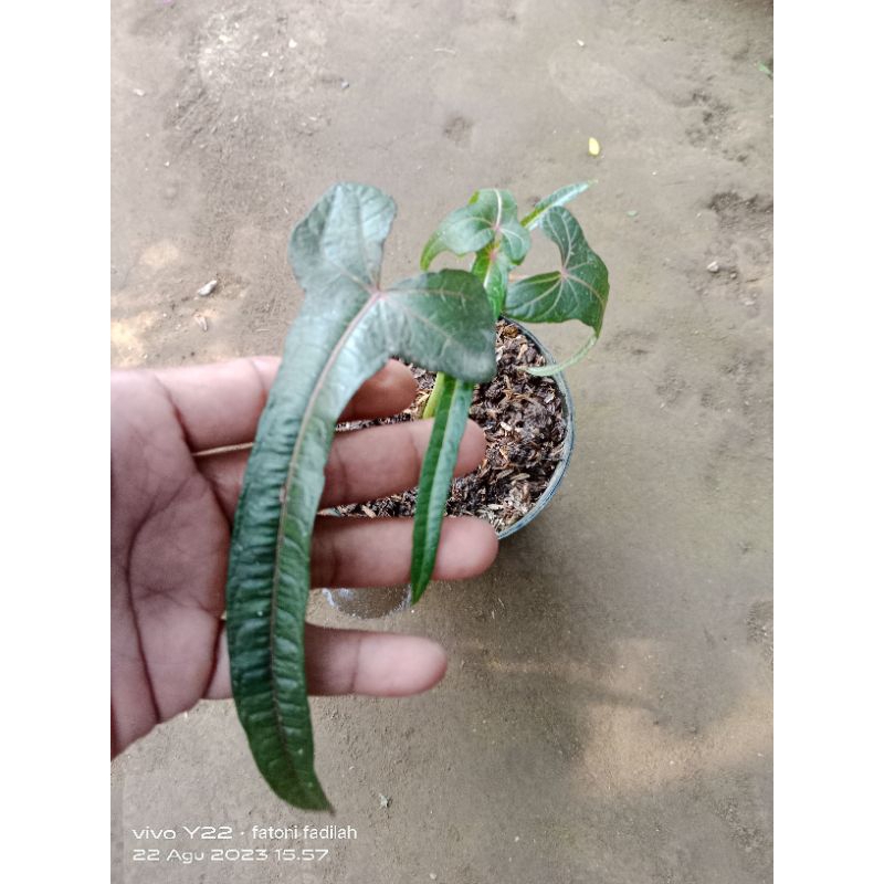 ABELMOSCHUS MANIHOT CENDRAWASIH PAPUA