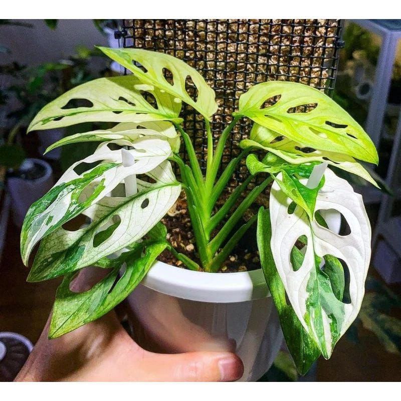 big sale promo janda bolong varigata japan asli bibit siap tumbuh