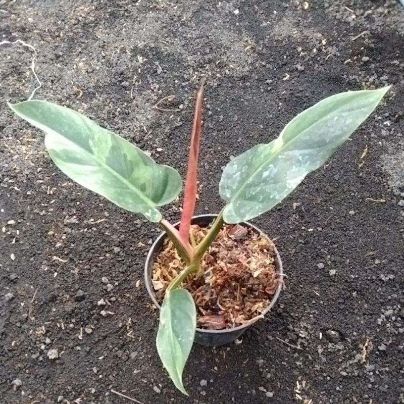 Bunga philo pisang varigata