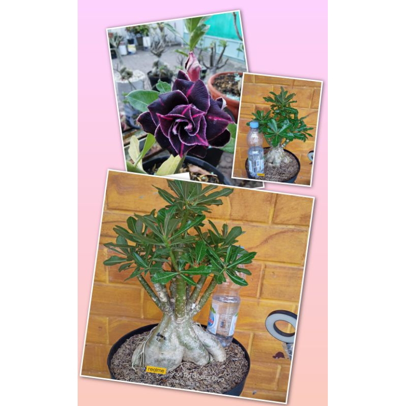 Adenium Tumpuk Bercabang satu warna size C+-D 3kg