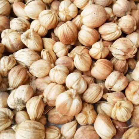 

#Sale KAPULAGA KAPOLAGA ASLI ISI 50 GRAM T77 ←