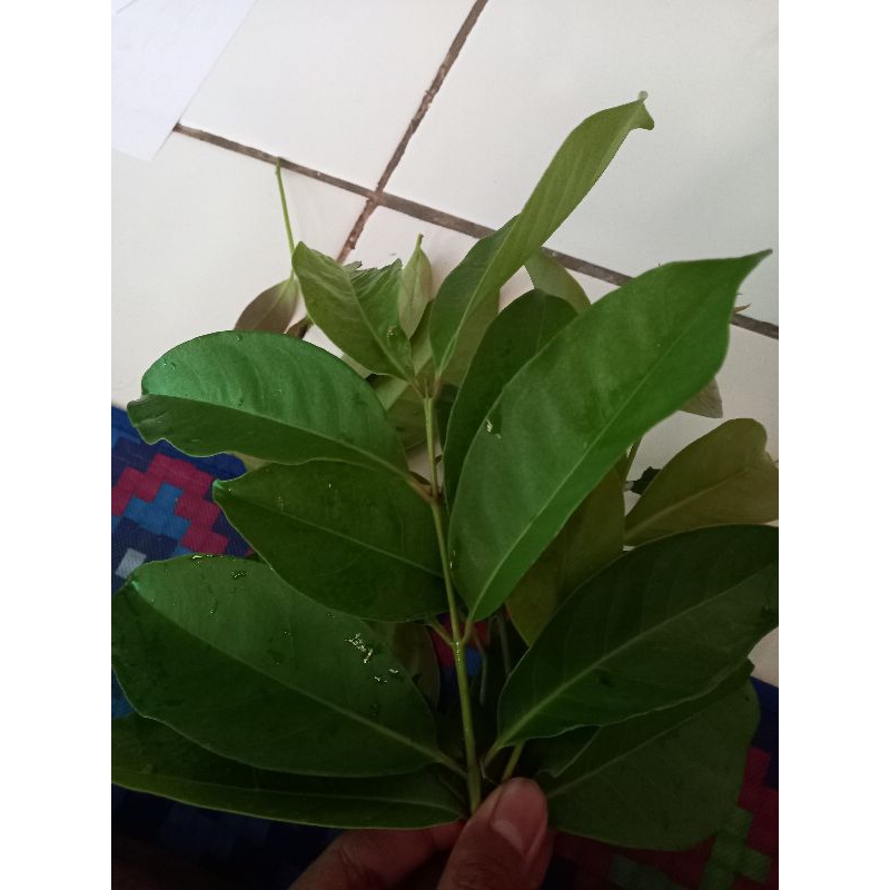 

Daun Salam Pewangi /penyedap Makanan