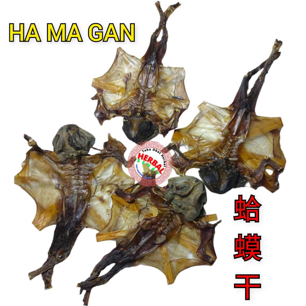 

Sepasang Ha Ma Gan 2 Ekor Kering He Ma Gan Hamagan Ha Ma Kan