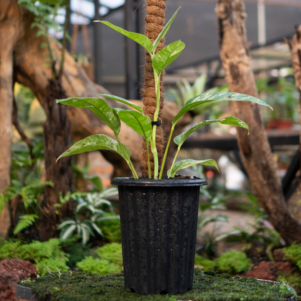 RAPHIDOPORA FORAMINIFERA VARIEGATED