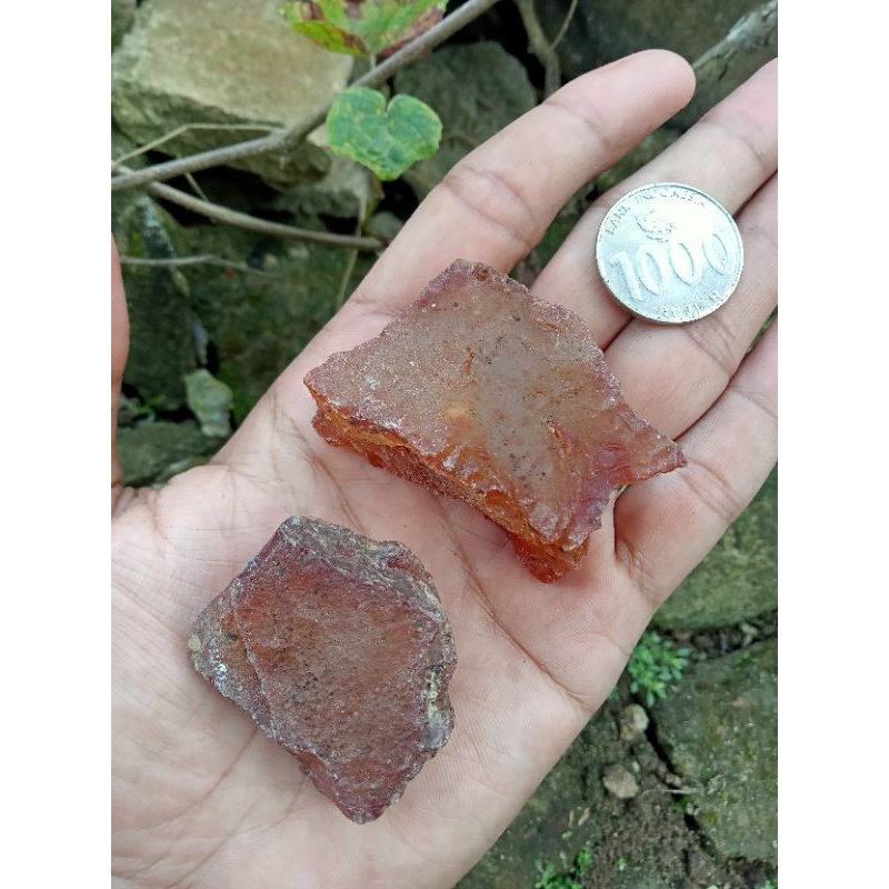 ✅ 2 pcs Batu Raflesia Bengkulu ( Rough / Bahan Akik Natural - bukan bacan obi red baron borneo bio s