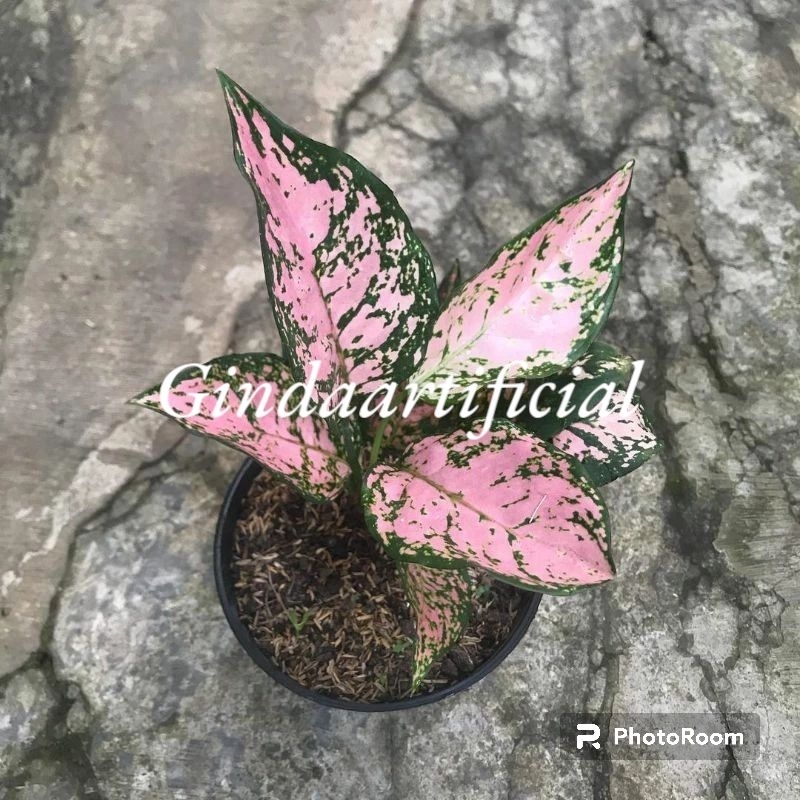 Aglaonema Aglonema Ruby Pink