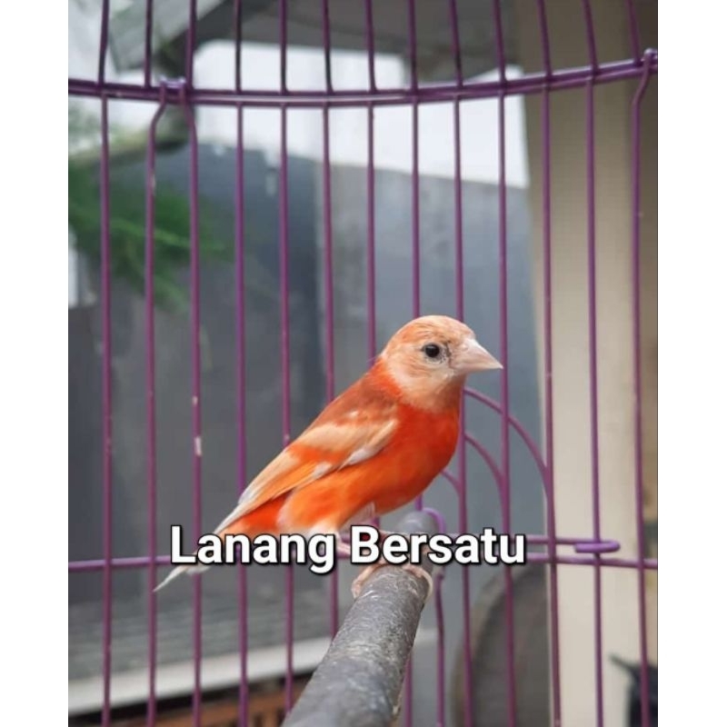 Burung Redsiskin double dilute gacoran