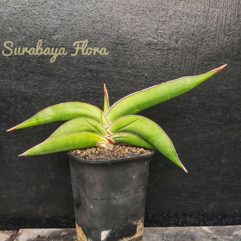 Sansivera Robusta Dwarf Remaja