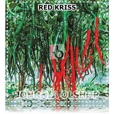 Johrnia 10 Benih Biji Cabe Keriting RED KRISS