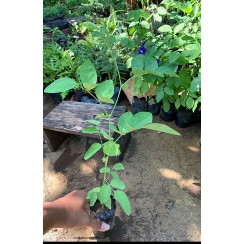 bibit tanaman telang biru, bibit bunga telang biru.