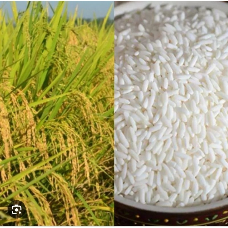 Bibit padi ketan putih unggul umur padi 100 hari panen paket 1 kg