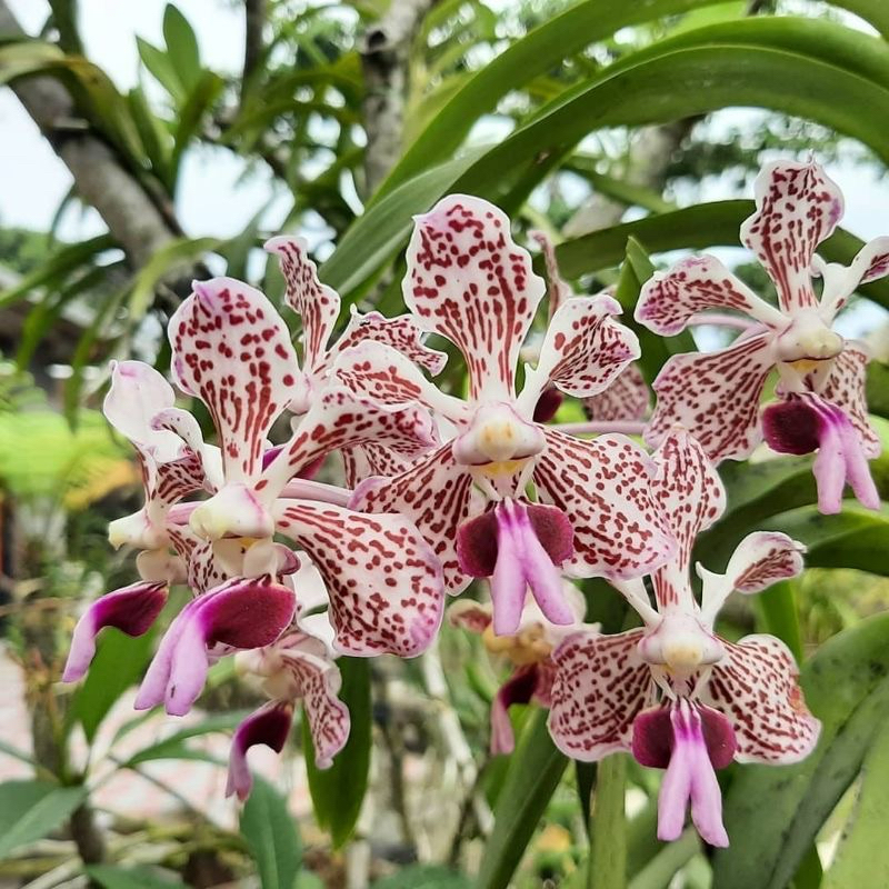 Anggrek Vanda Tricolor