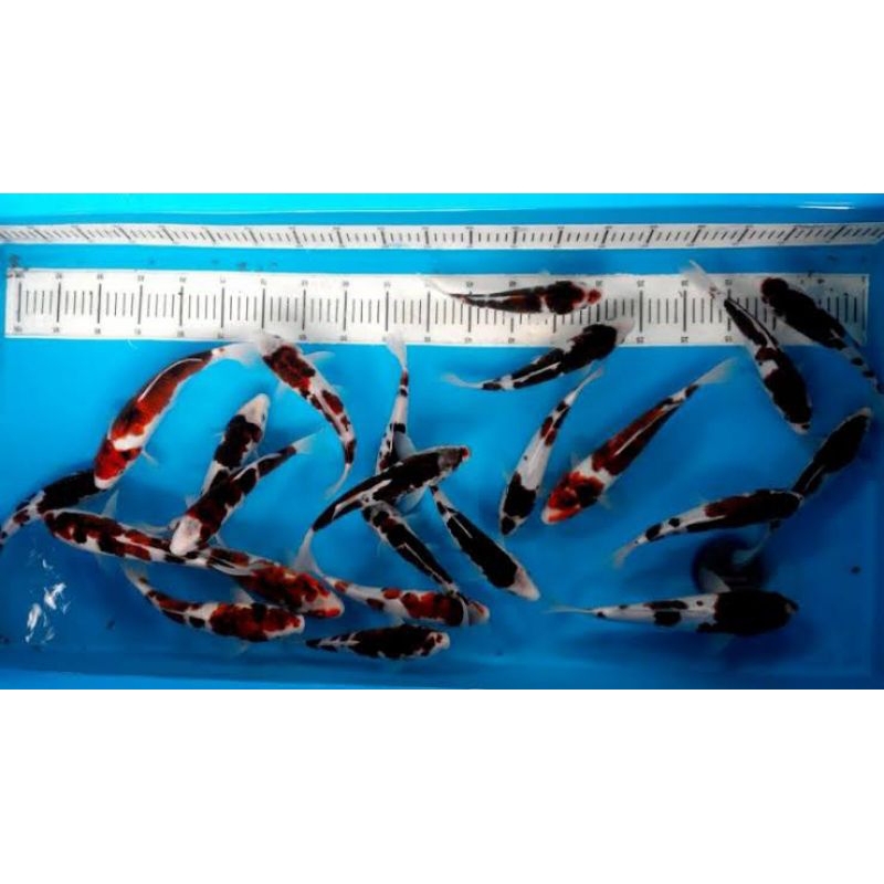ikan koi budo goromo size 15-17cm